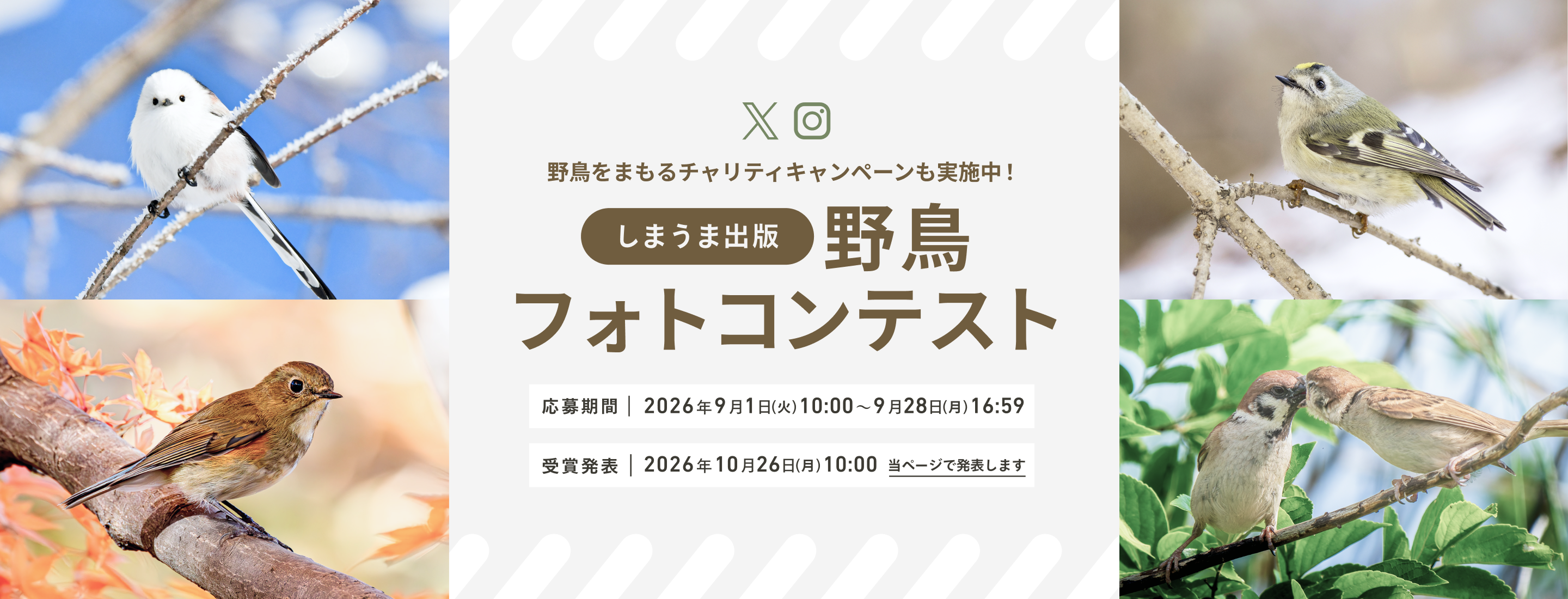 しまうま出版 野鳥フォトコンテスト | 応募期間 2026年9月1日(火)10:00〜9月28日(月)16:59 | 受賞発表 2026年10月26日(月)10:00 当ページで発表します | 野鳥をまもるチャリティキャンペーンも実施中！